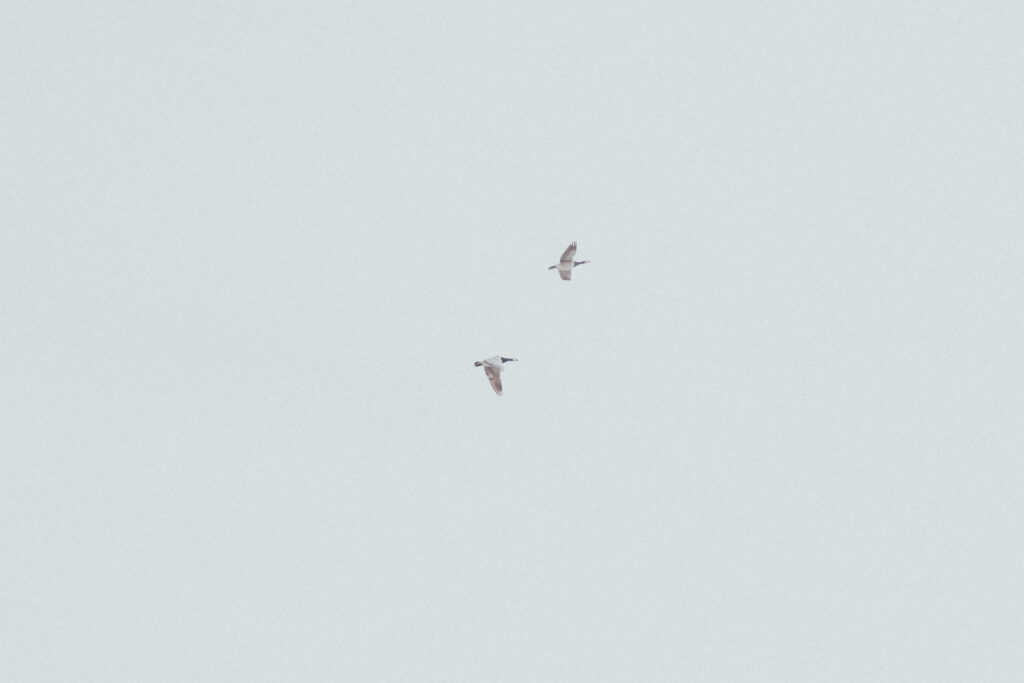 Kaksi lintua lentämässä taivaalla.