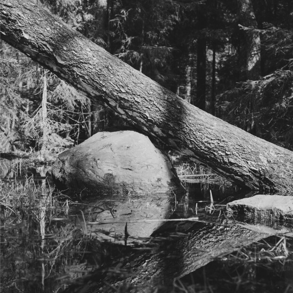 psykodraama viikonloppuryhmä häpeä ja syyllisyys on symbolisesti kuvassa, jossa puun runko makaa lammessa olevassa kiven päällä.