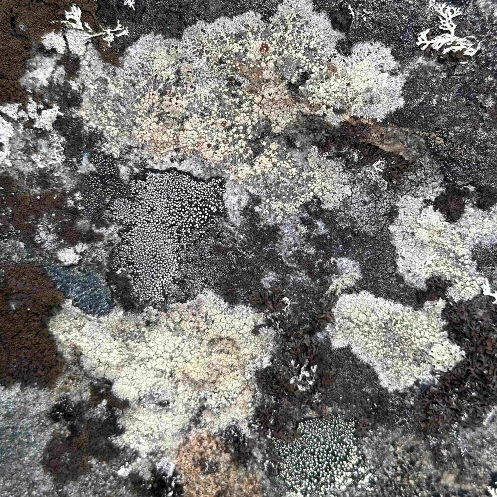 Kiven pinnalla eri värisiä sammalkuvioita. Symbolisesti ne kuvaavat tässä organisaation rakenteita, joita työnohjaus ja fasilitointityöpaja voivat auttaa tuomaan näkyväksi.