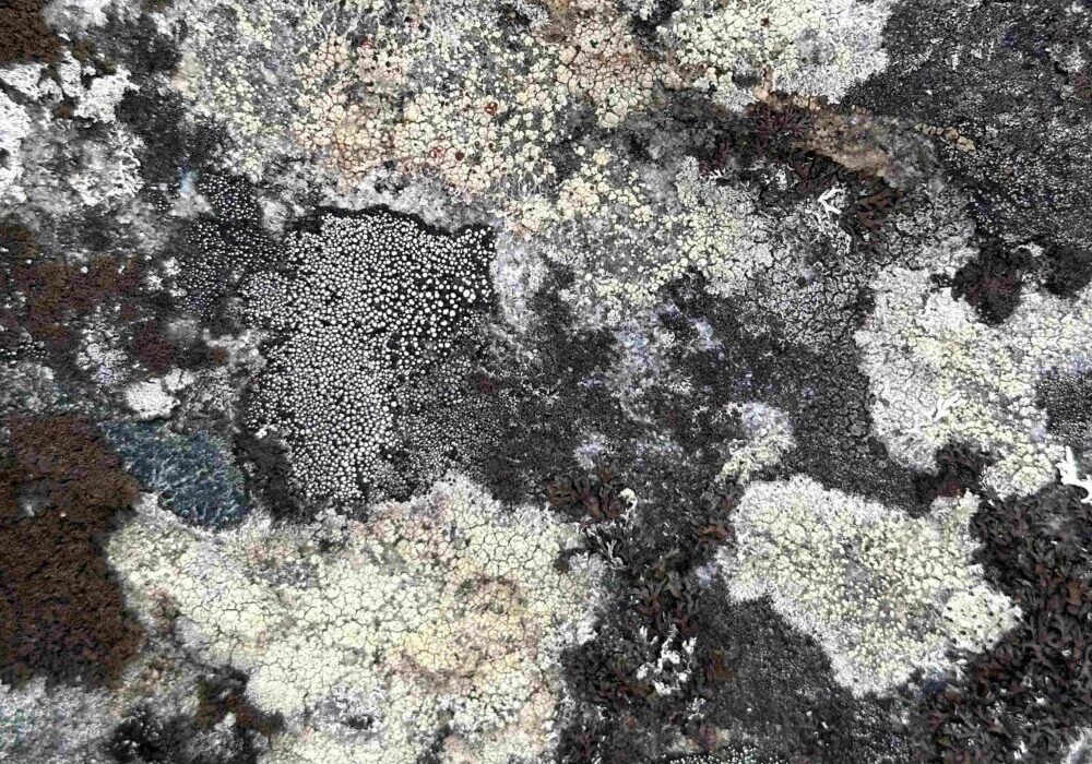 Kiven pinnalla eri värisiä sammalkuvioita. Symbolisesti ne kuvaavat tässä organisaation rakenteita, joita työnohjaus ja fasilitointityöpaja voivat auttaa tuomaan näkyväksi.