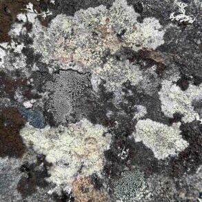 Kiven pinnalla eri värisiä sammalkuvioita. Symbolisesti ne kuvaavat tässä organisaation rakenteita, joita työnohjaus ja fasilitointityöpaja voivat auttaa tuomaan näkyväksi.