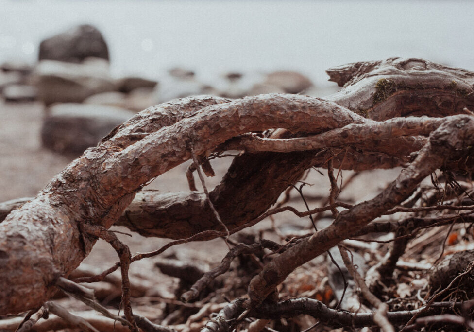 Puun juuret kietoutuneena toisiinsa meren äärellä. Juuret ovat ihmisenkin elämässä tärkeitä ja niiden vaikutuksia oman elämän vuorovaikutussuhteisiin voi tutkia psykodraaman keinoin.