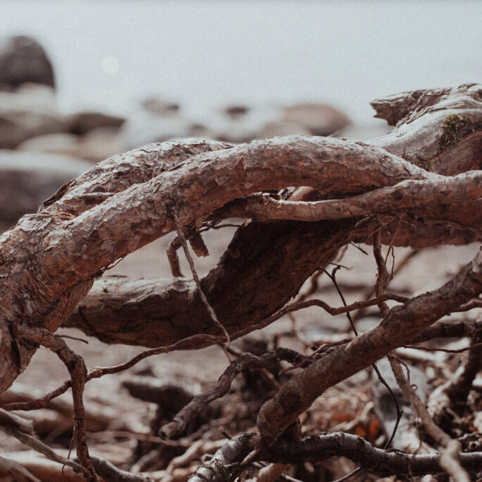 Puun juuret kietoutuneena toisiinsa meren äärellä. Juuret ovat ihmisenkin elämässä tärkeitä ja niiden vaikutuksia oman elämän vuorovaikutussuhteisiin voi tutkia psykodraaman keinoin.
