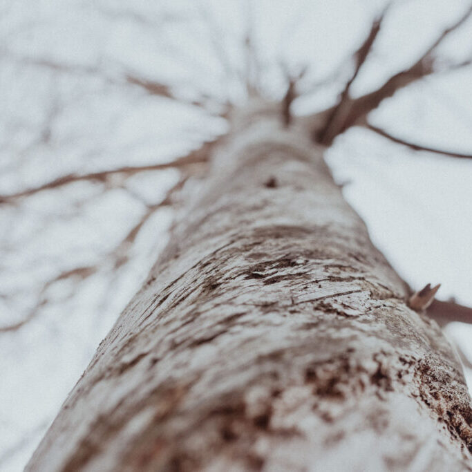 Puun runko alhaalta kuvattuna ja ylhäällä näkyvine oksineen toimii tässä symbolina työnohjaukselle. Työnohjaus kun mahdollistaa näkemisen useammasta perspektiivistä.