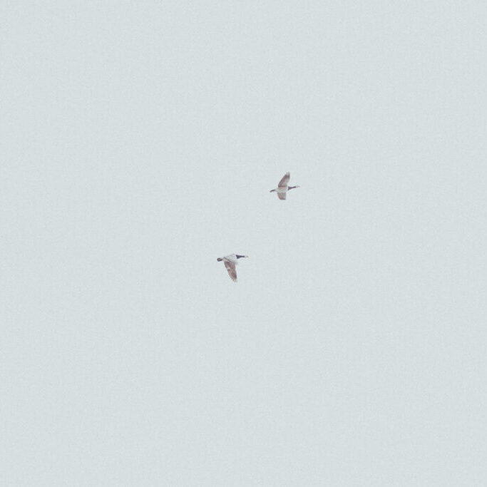 Kaksi lintua lentämässä taivaalla.