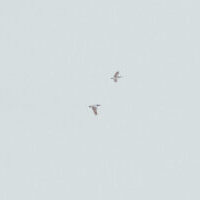 Kaksi lintua lentämässä taivaalla.