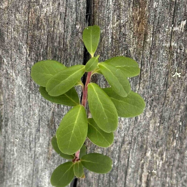 Vihreä kasvi pilkistää kelottuneen puun rungosta, myös fasilitointityöpaja mahdollistaa uuden kasvun kuten kasvi puun rungossakin.